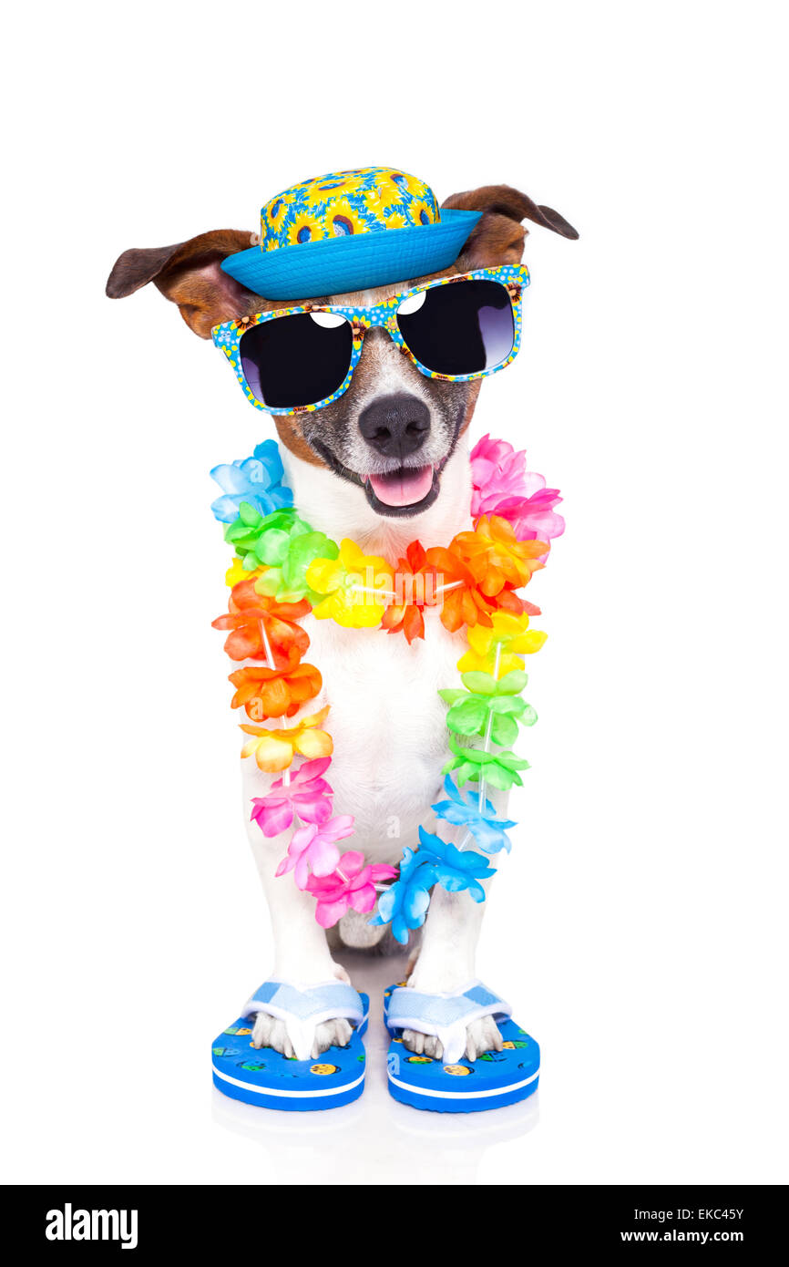 dog on vacation Stock Photo