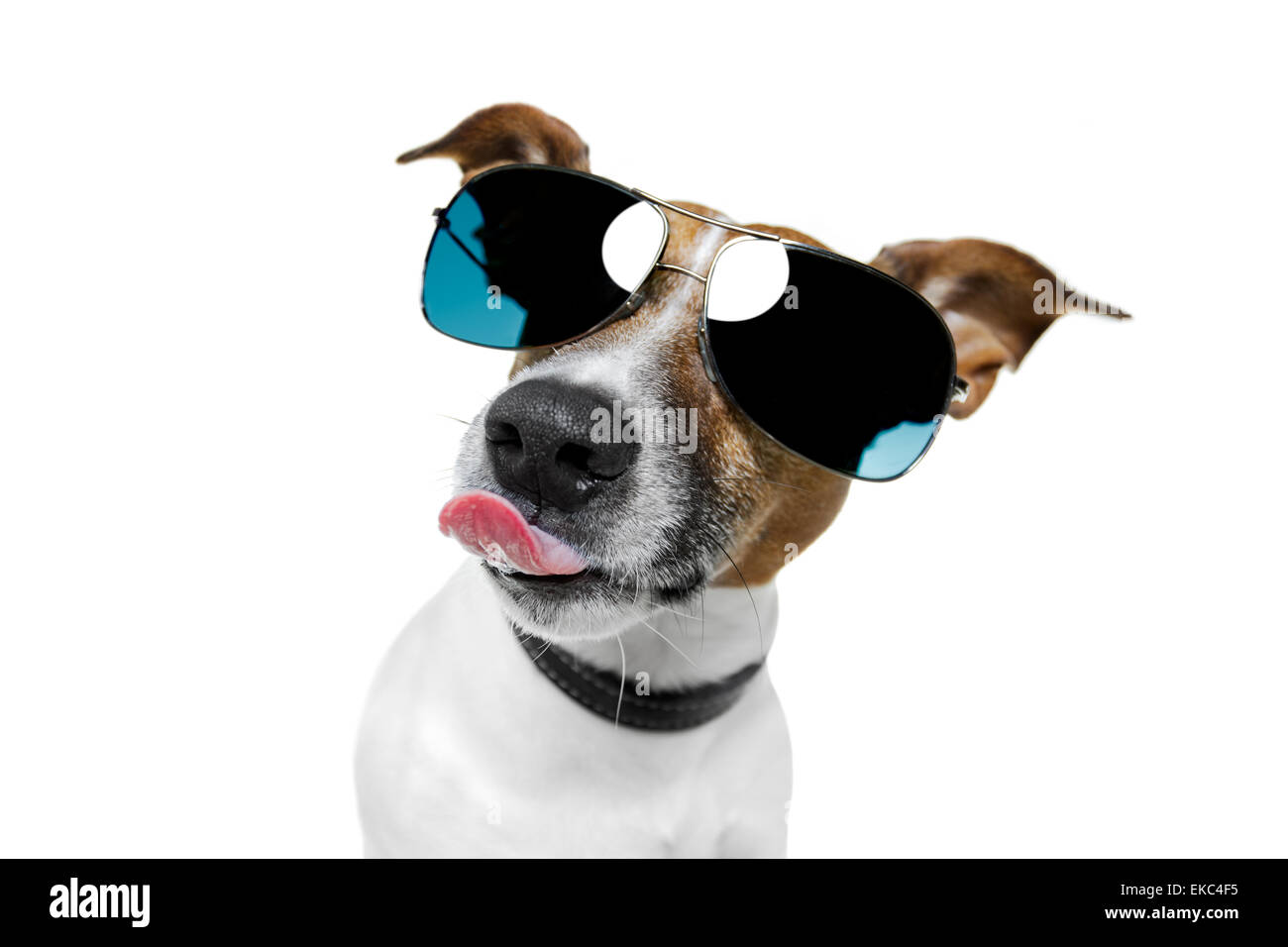 dog with funny shades Stock Photo Alamy
