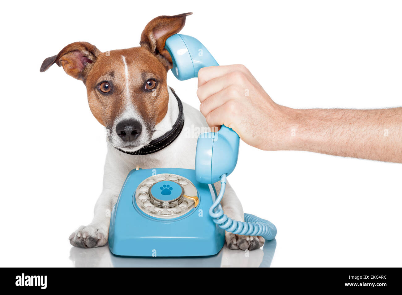 dog on the phone with male hand Stock Photo