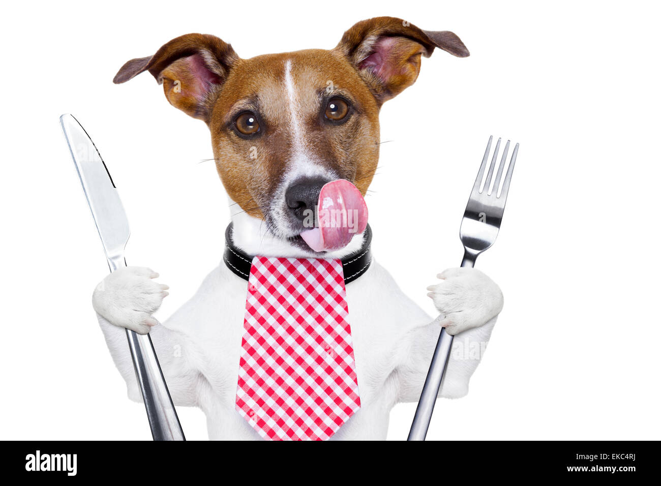 Why Does My Dog Always Seem Hungry