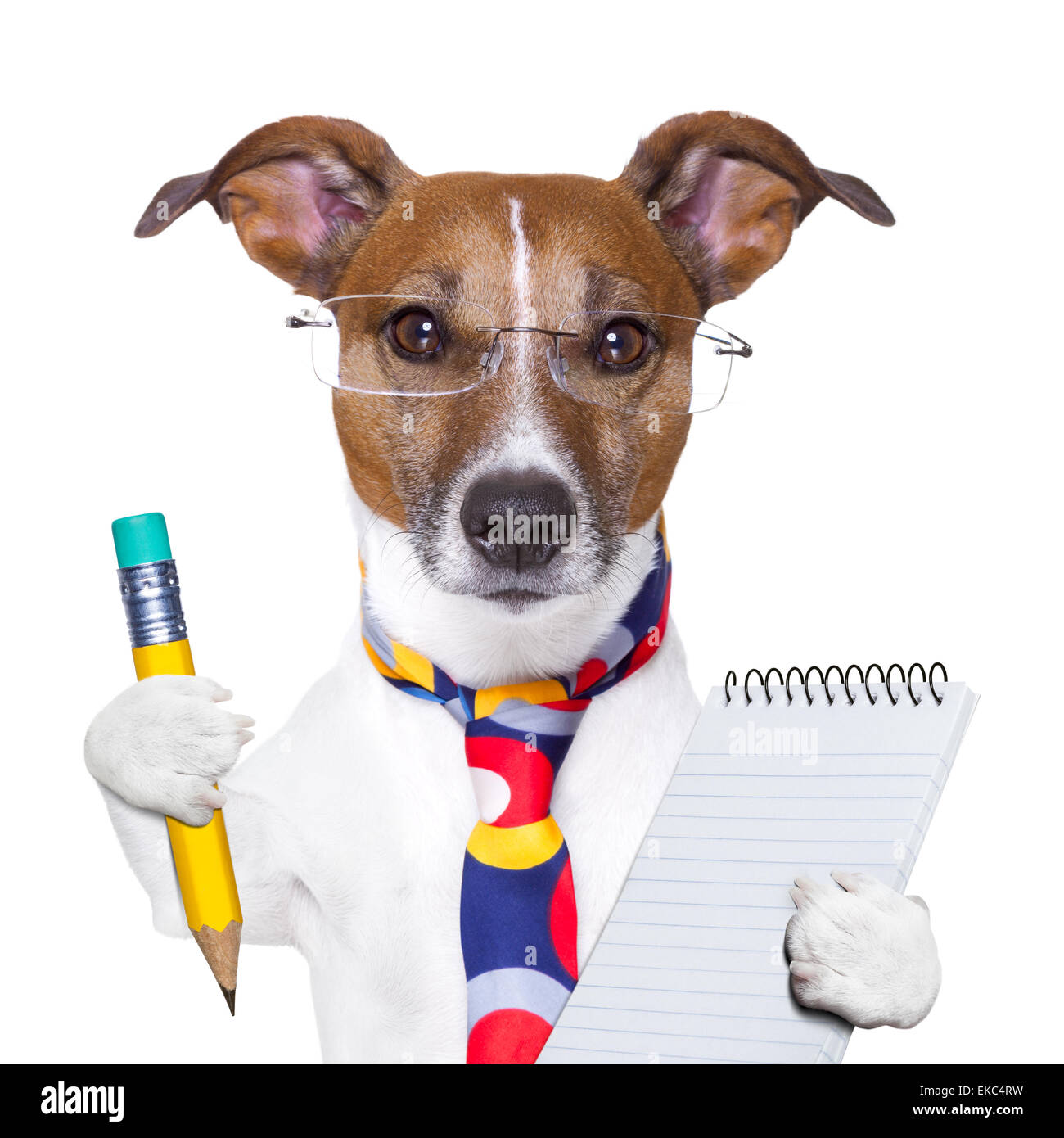 secretary dog Stock Photo