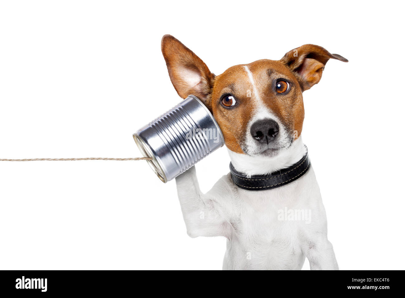 dog on the phone Stock Photo