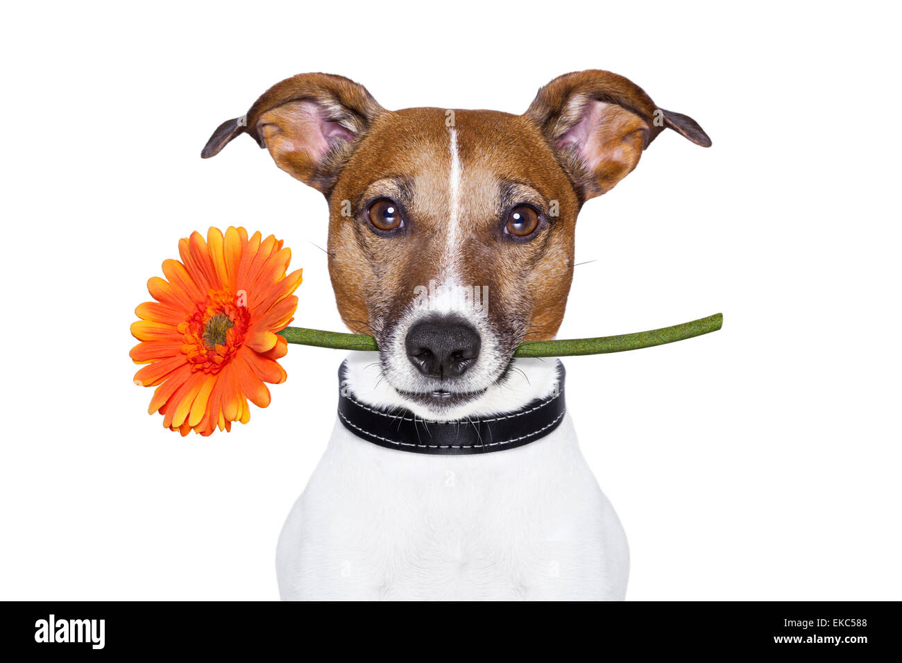Собака с цветком и колпаком