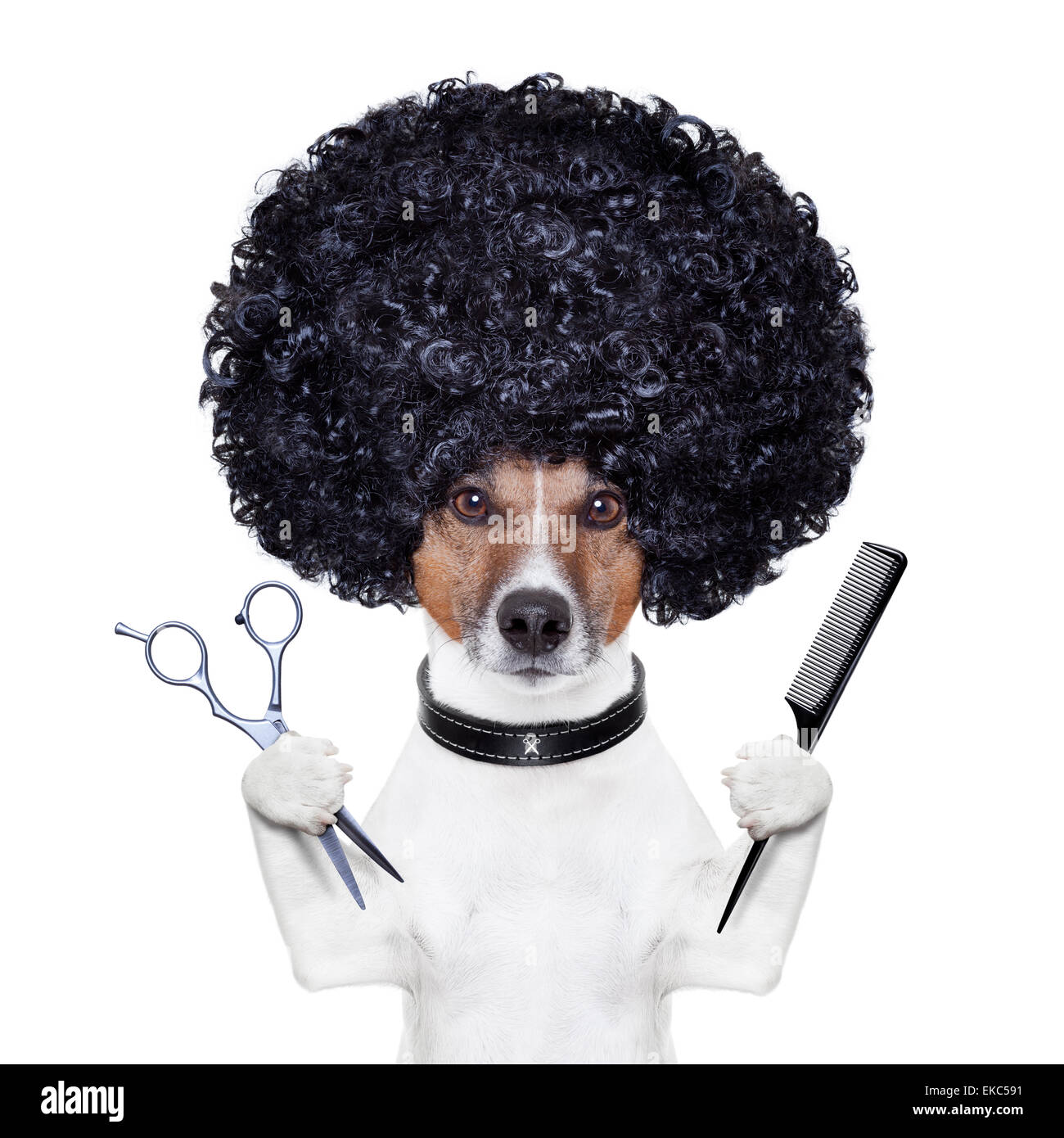 Afro wig dog hotsell