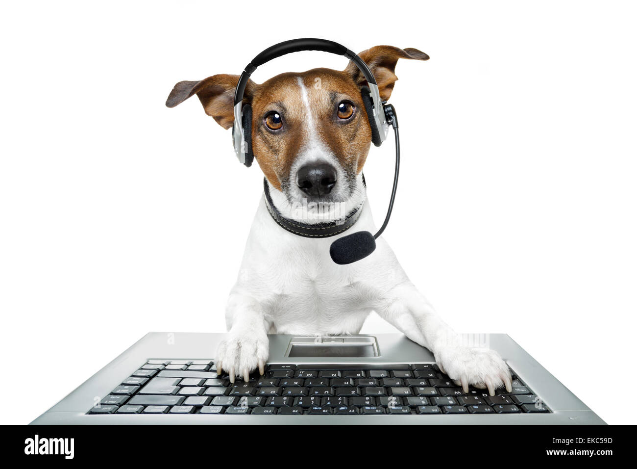 dog computer pc tablet Stock Photo Alamy