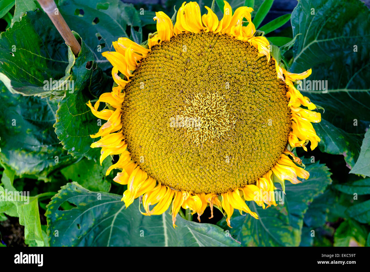 Sunflower head Stock Photo - Alamy