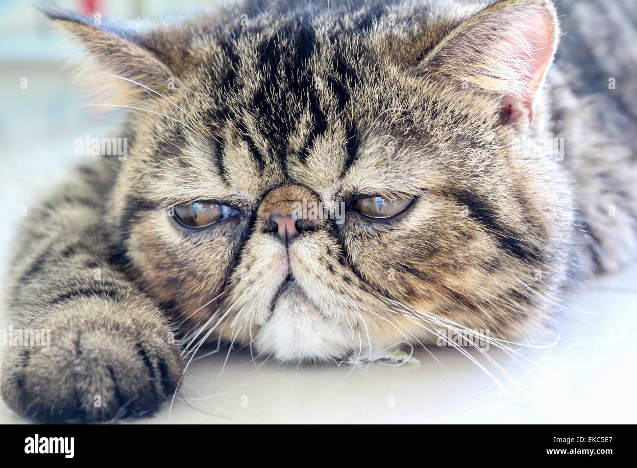 Tabby Cat Stock Photo