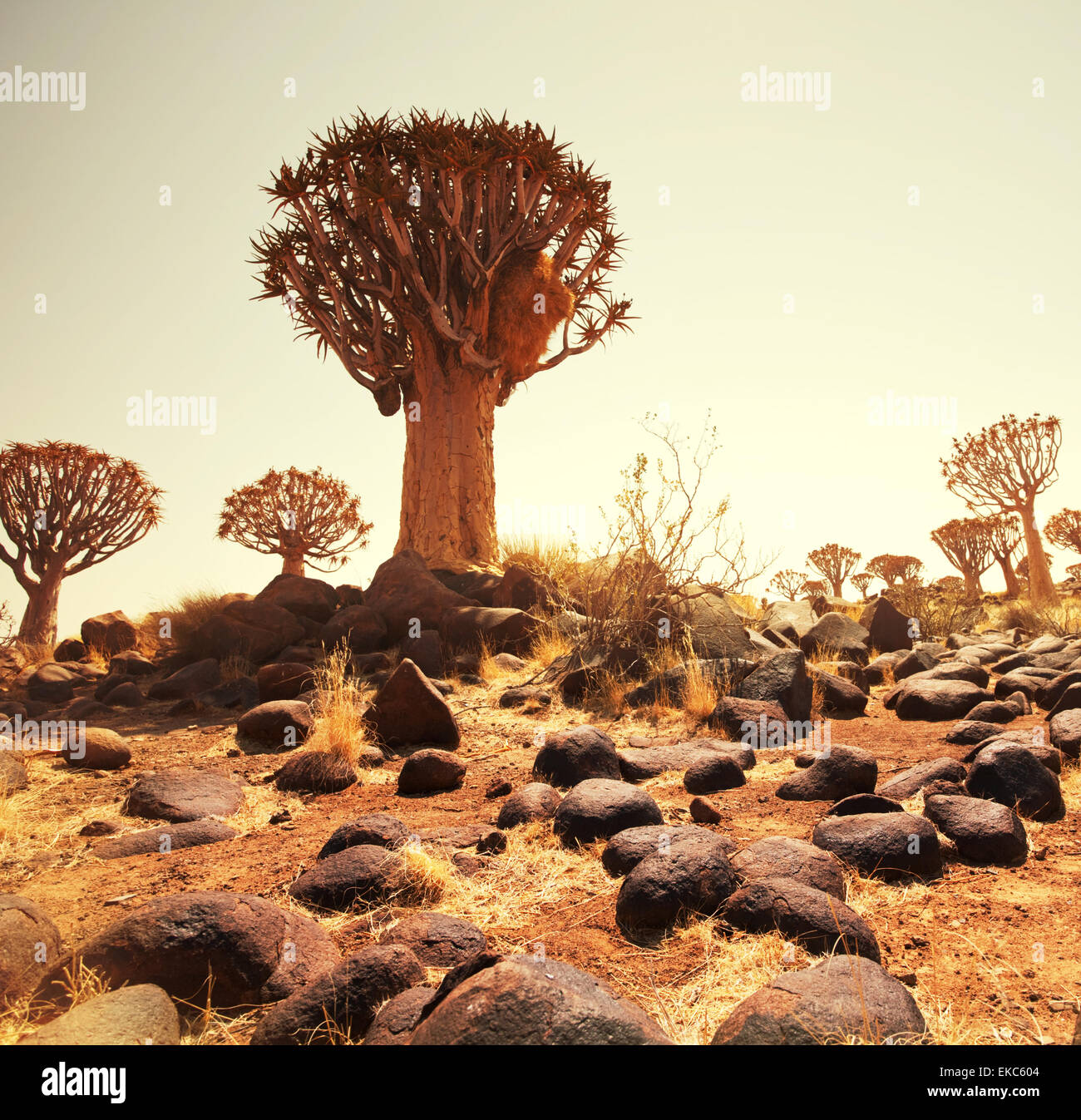 Expedition to africa hi-res stock photography and images - Alamy