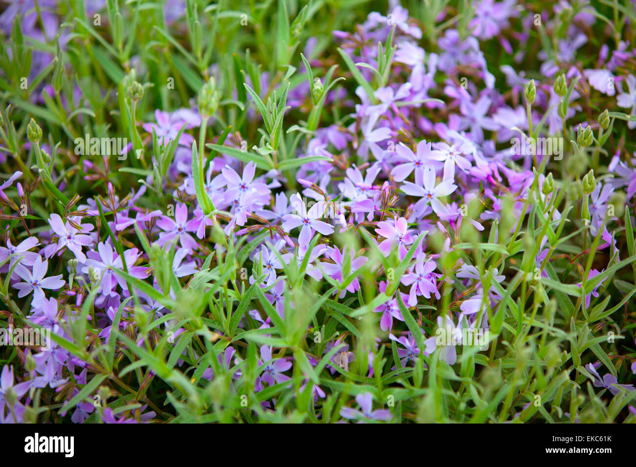 flower bed with blooming scilla flowers (Chionodoxa sardensis) Stock Photo