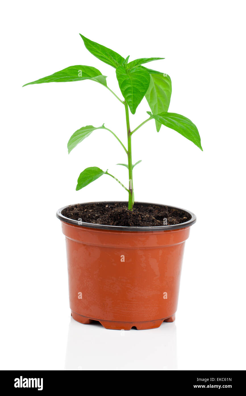 Plants of young paprika, in pot. on a white background Stock Photo Alamy