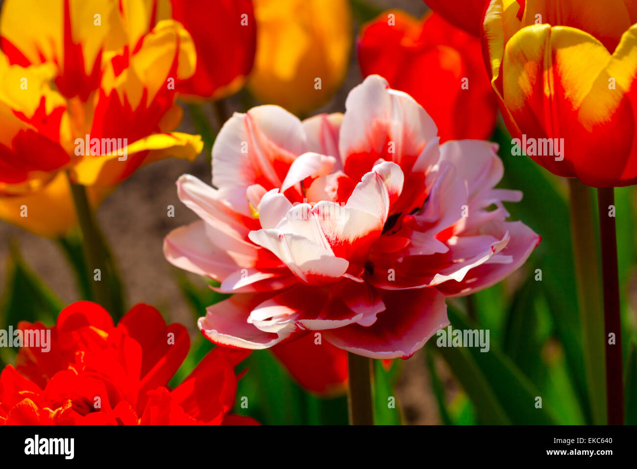 Tulip national flower netherlands hires stock photography and images