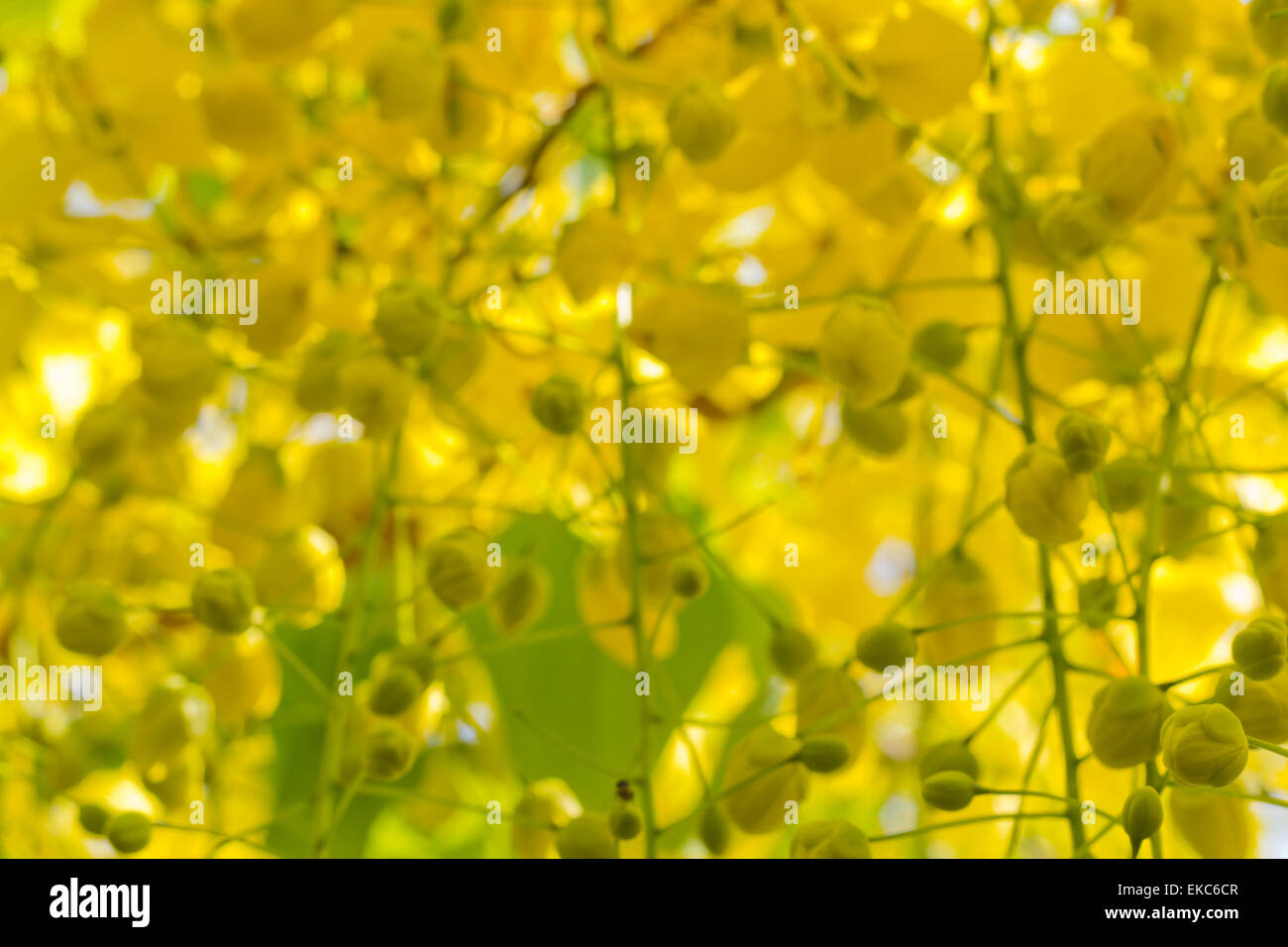 Focus Blur of Cassia fistula known as Golden Shower flowers Stock Photo