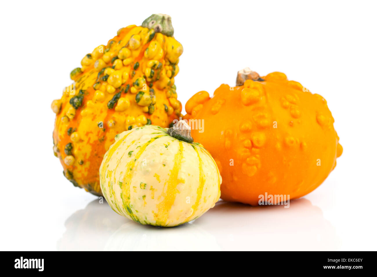 mini pumpkin isolated on white background Stock Photo - Alamy