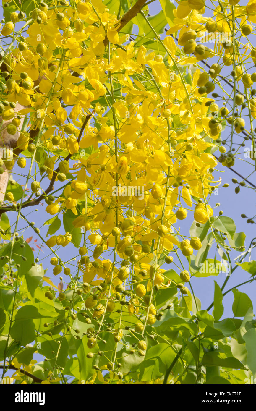 Cassia fistula known as Golden Shower flowers and blue sky background Stock Photo