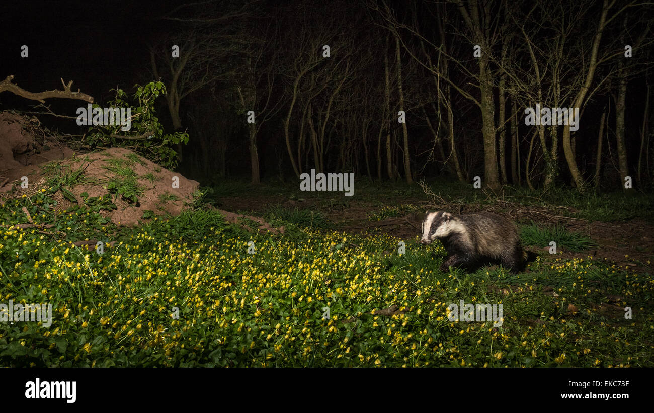 Badger (Meles meles) captured using camera trap in woodland with floor covered in Celandines and off camera flash. Pembrokeshire Stock Photo
