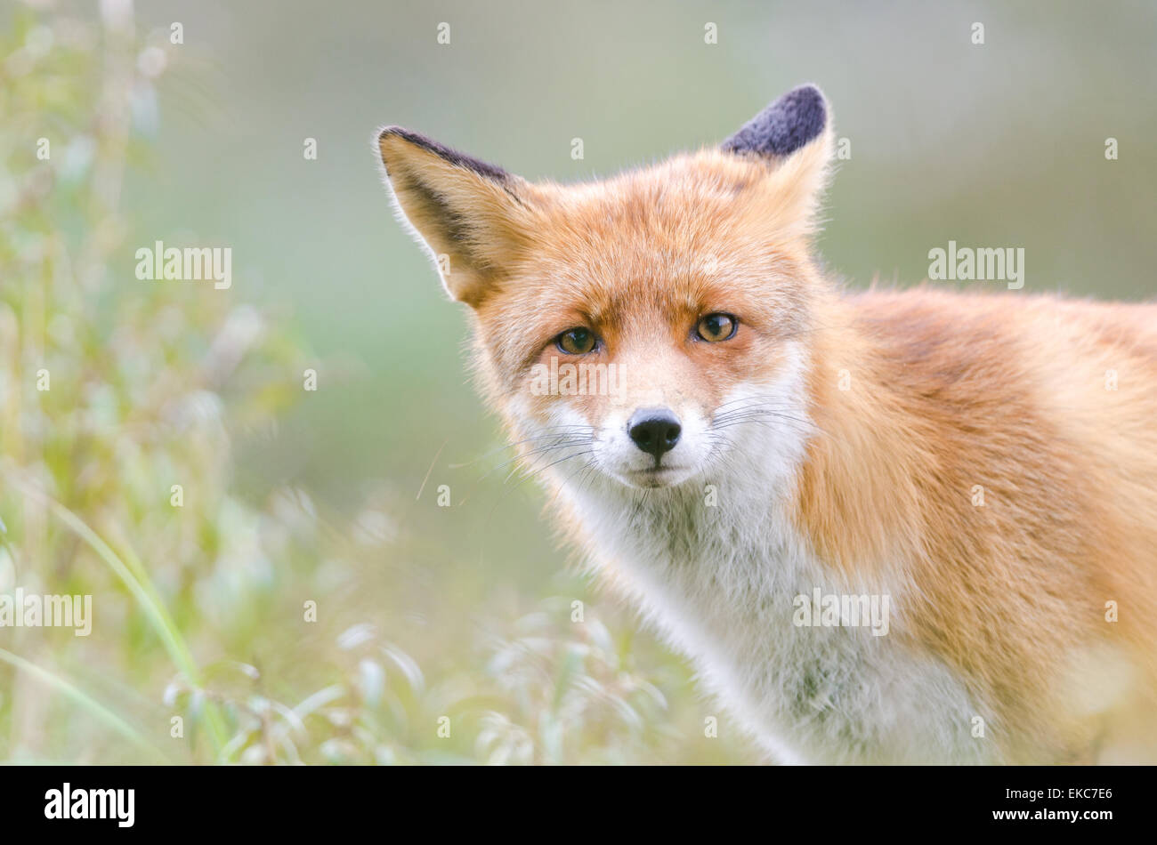 Page 8 Red Fox Baby Europe High Resolution Stock Photography And Images Alamy