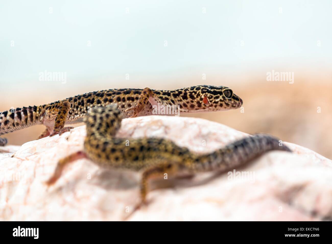 Leopard Gecko lizard on rocks Stock Photo Alamy