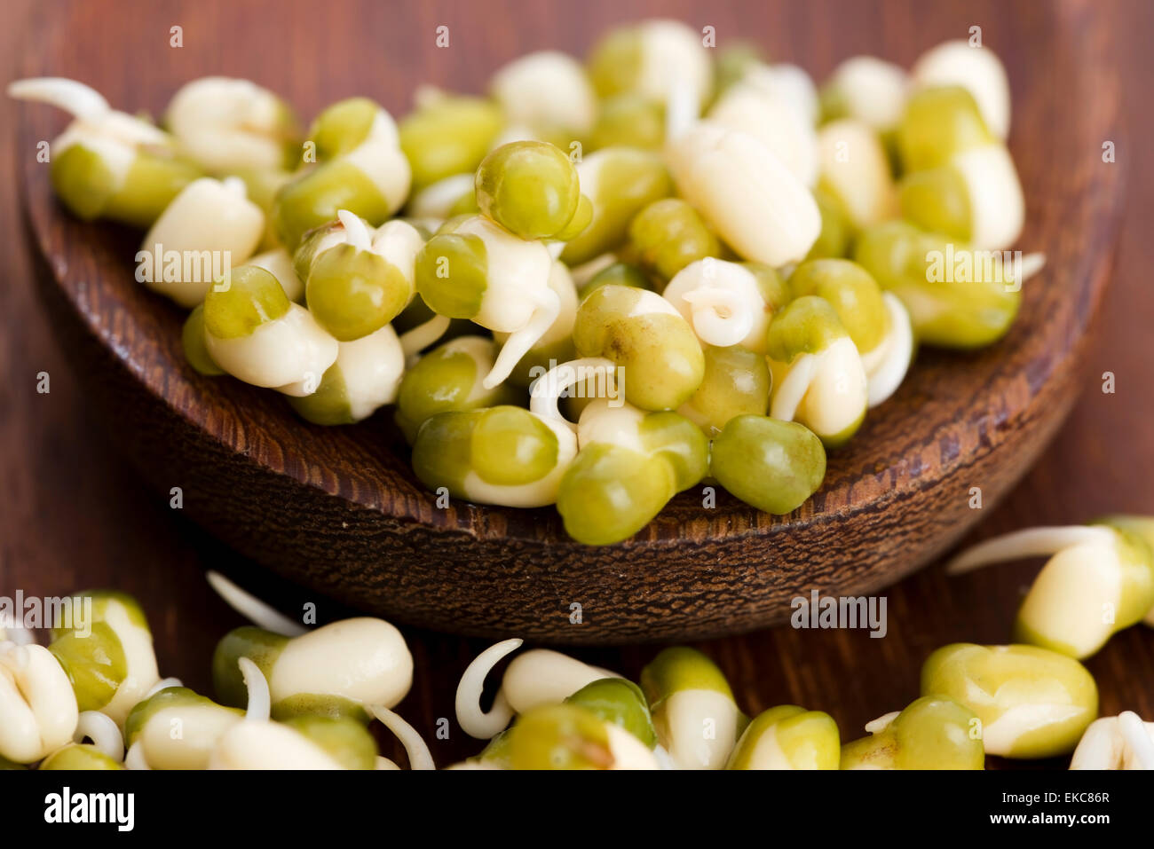 Sprouted mung beans Stock Photo