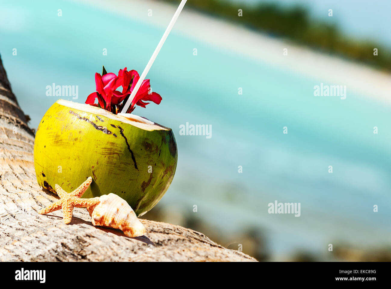 coconuts on the beach Stock Photo Alamy