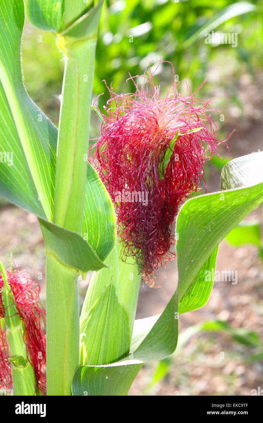 Corn cob plant red hair in field Stock Photo Alamy