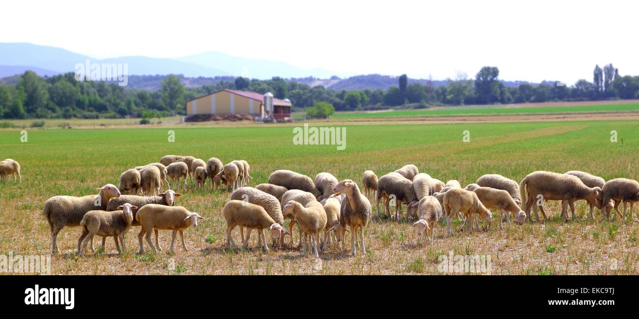 sheep flock grazing meadow in grass field Stock Photo - Alamy