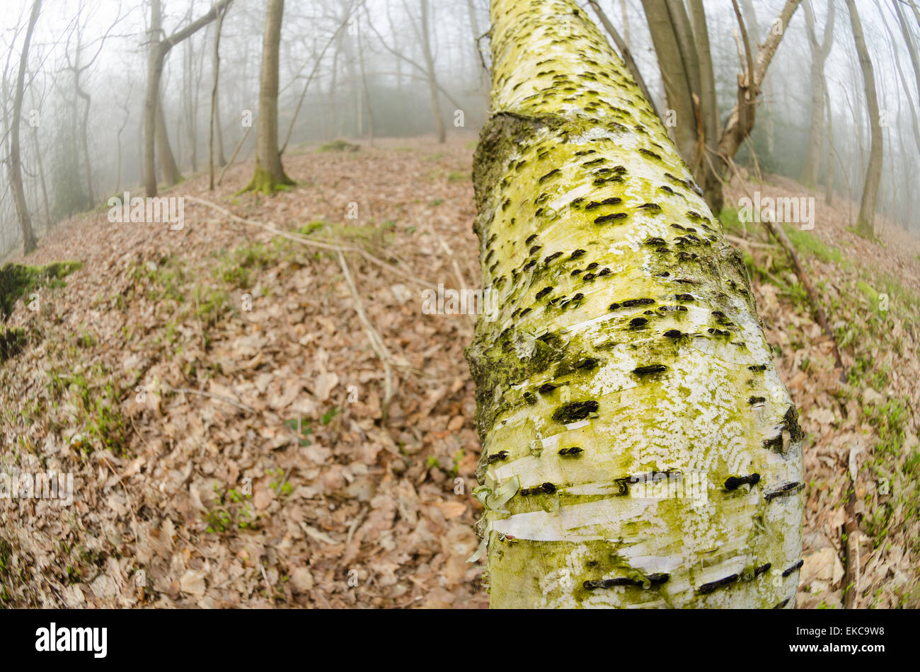 Abstract serrated v patterns made by slug snail rasping off and eating a fine layer of green algae on silver birch bark tree Stock Photo