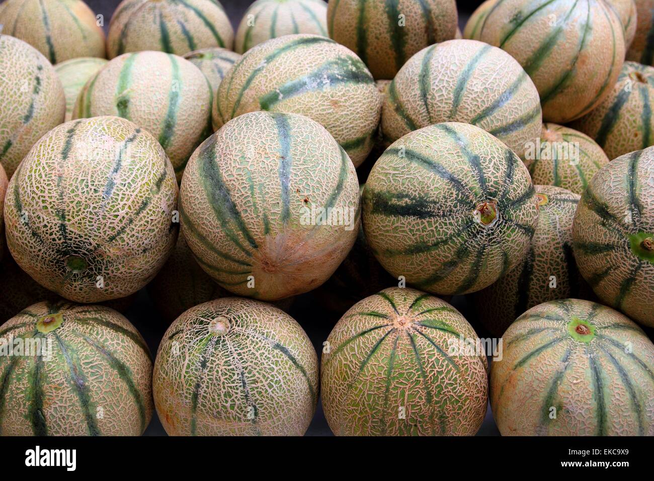 Cantaloupe rock melon muskmelon spanspek Stock Photo Alamy