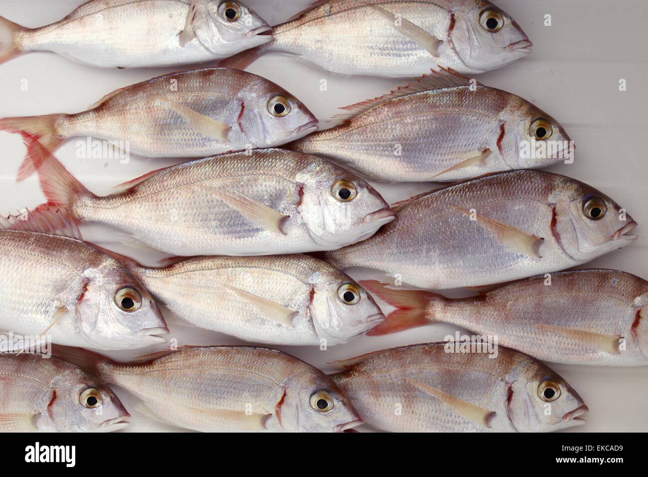 common pandora fish pagellus erythrinus Stock Photo