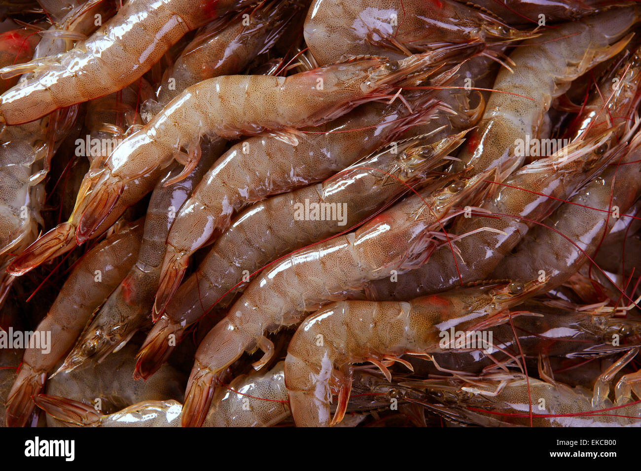 penaeus vannamei prawns shrimps pattern Stock Photo