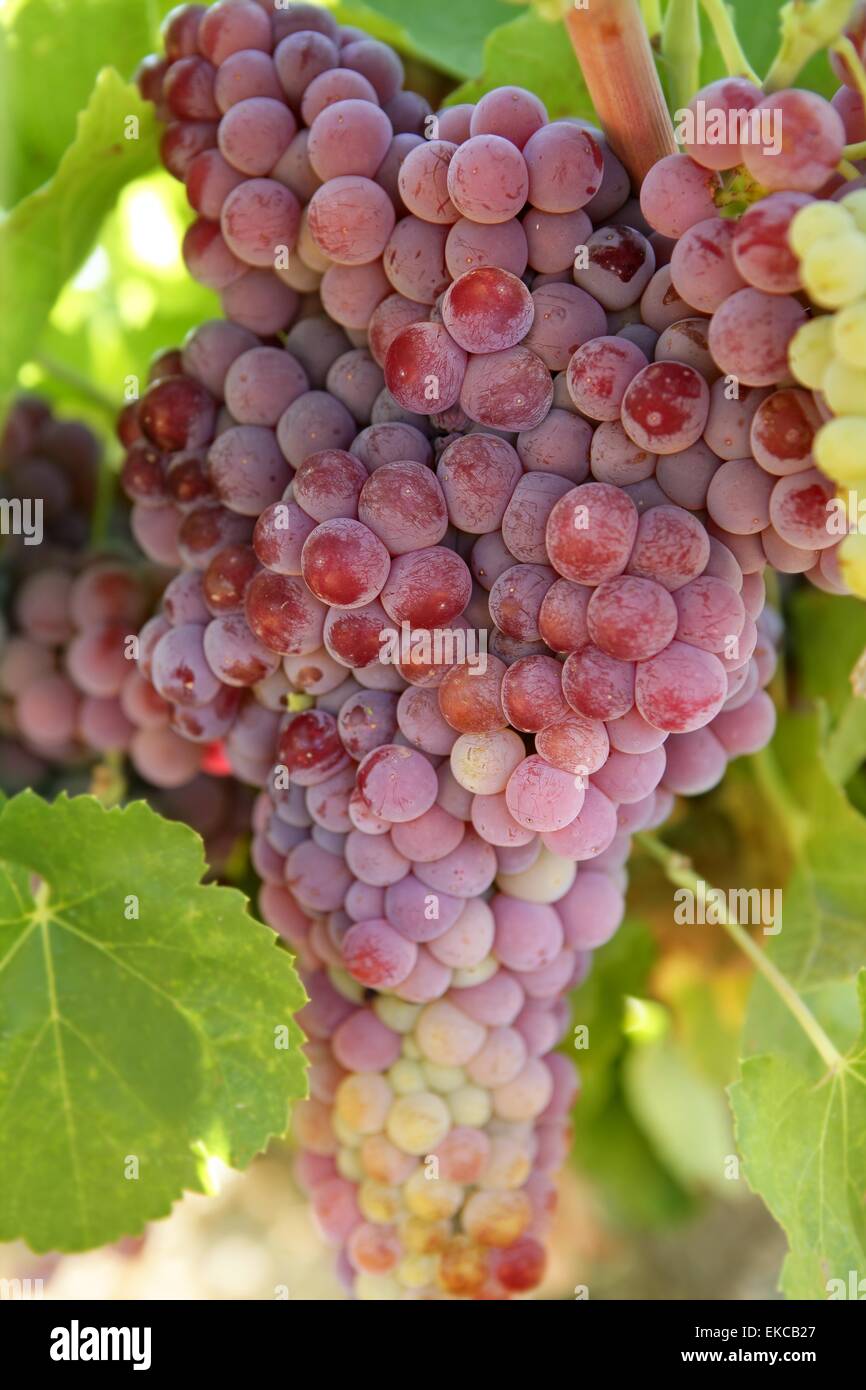 Grapefruit landscape hi-res stock photography and images - Alamy