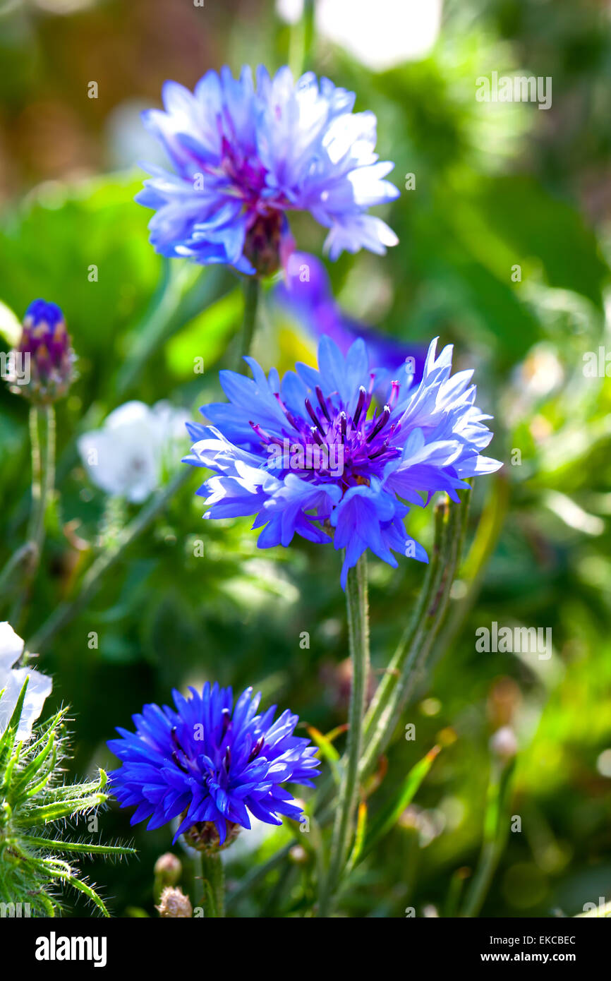 blue cornflowers growing in a field. small depth of sharpness Stock Photo