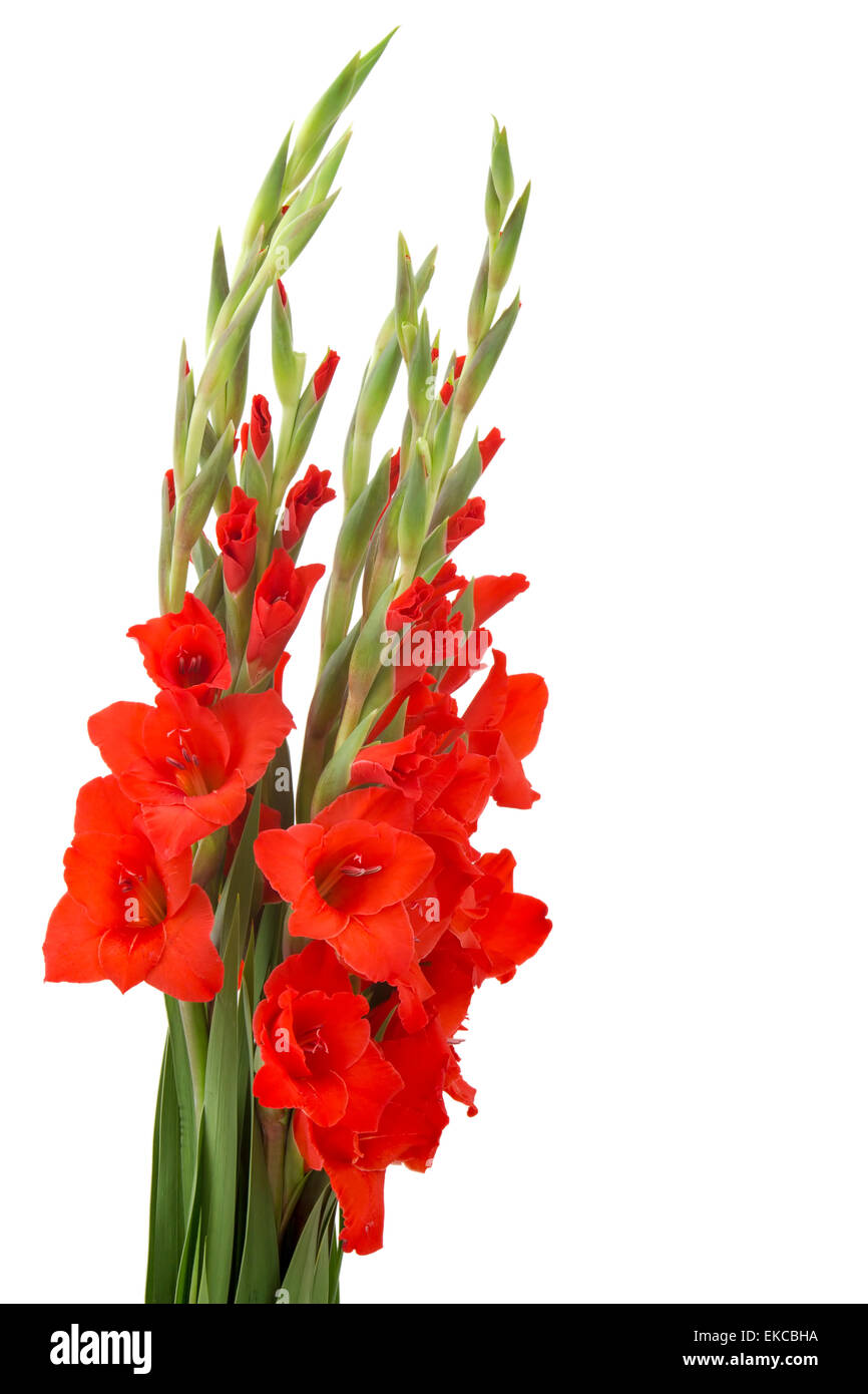 Gladiolus flowers hires stock photography and images Alamy