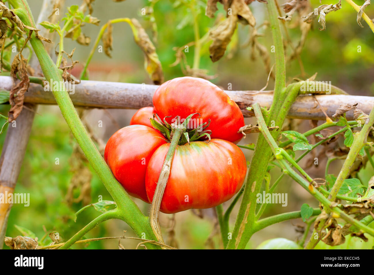 growing ripe tomato in plant branch Stock Photo - Alamy