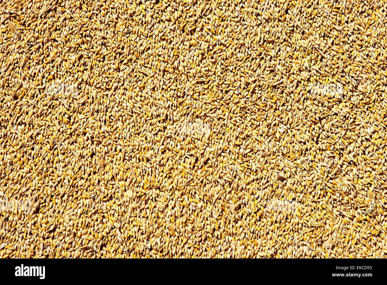 Cereal wheat grain texture pattern Stock Photo Alamy