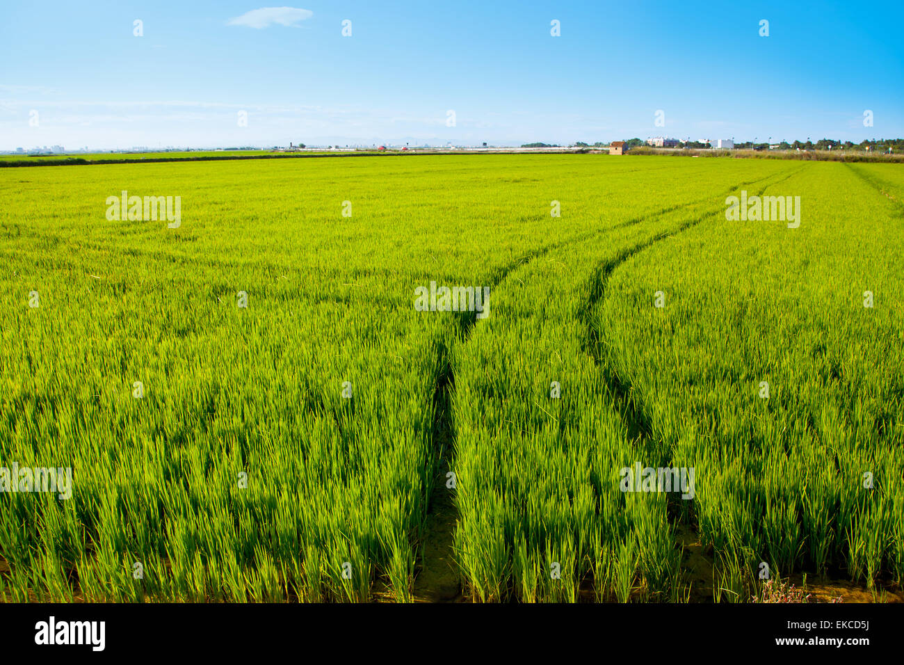 Spain Rice Fields green grass rice field in Spain Valencia Stock Photo - Alamy