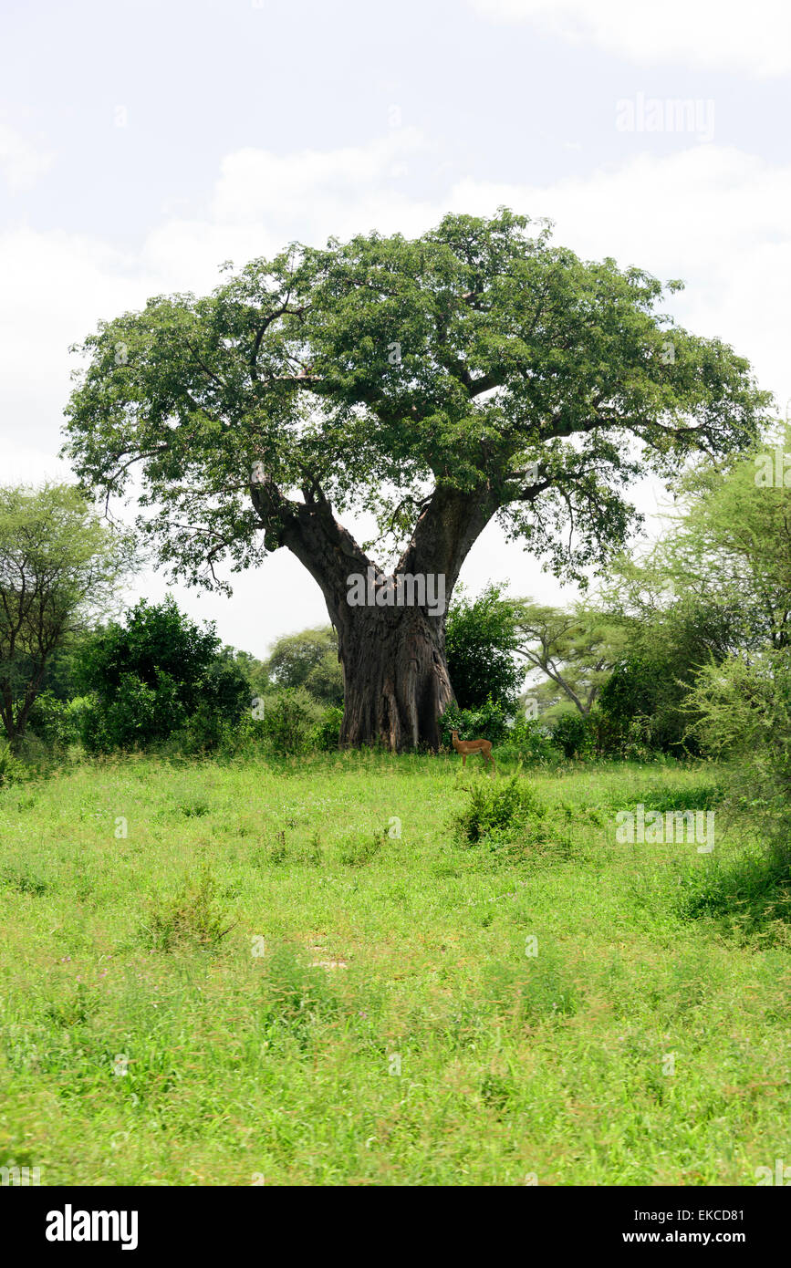 Adansonia Baobab Aepyceros melampus Impala under the Baobab in Tarangire National Park, Manyara Region, Tanzania, Africa. Stock Photo