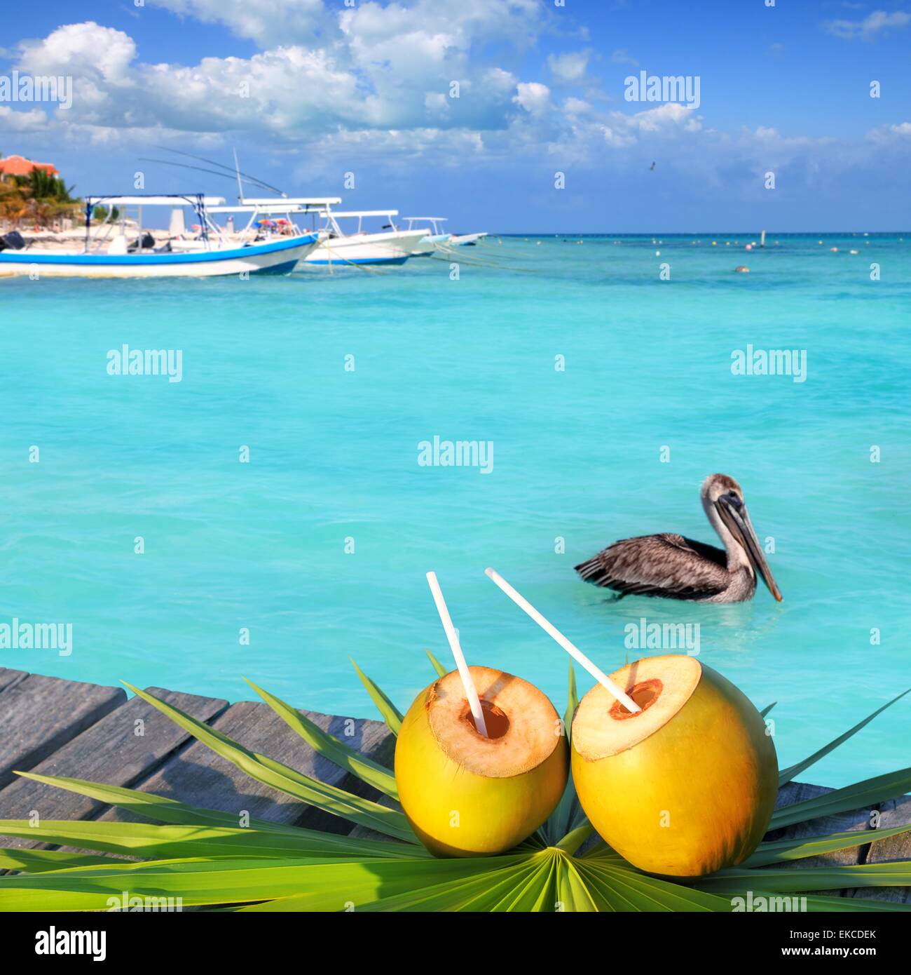 Caribbean fresh coconuts cocktail pelican swimming Stock Photo