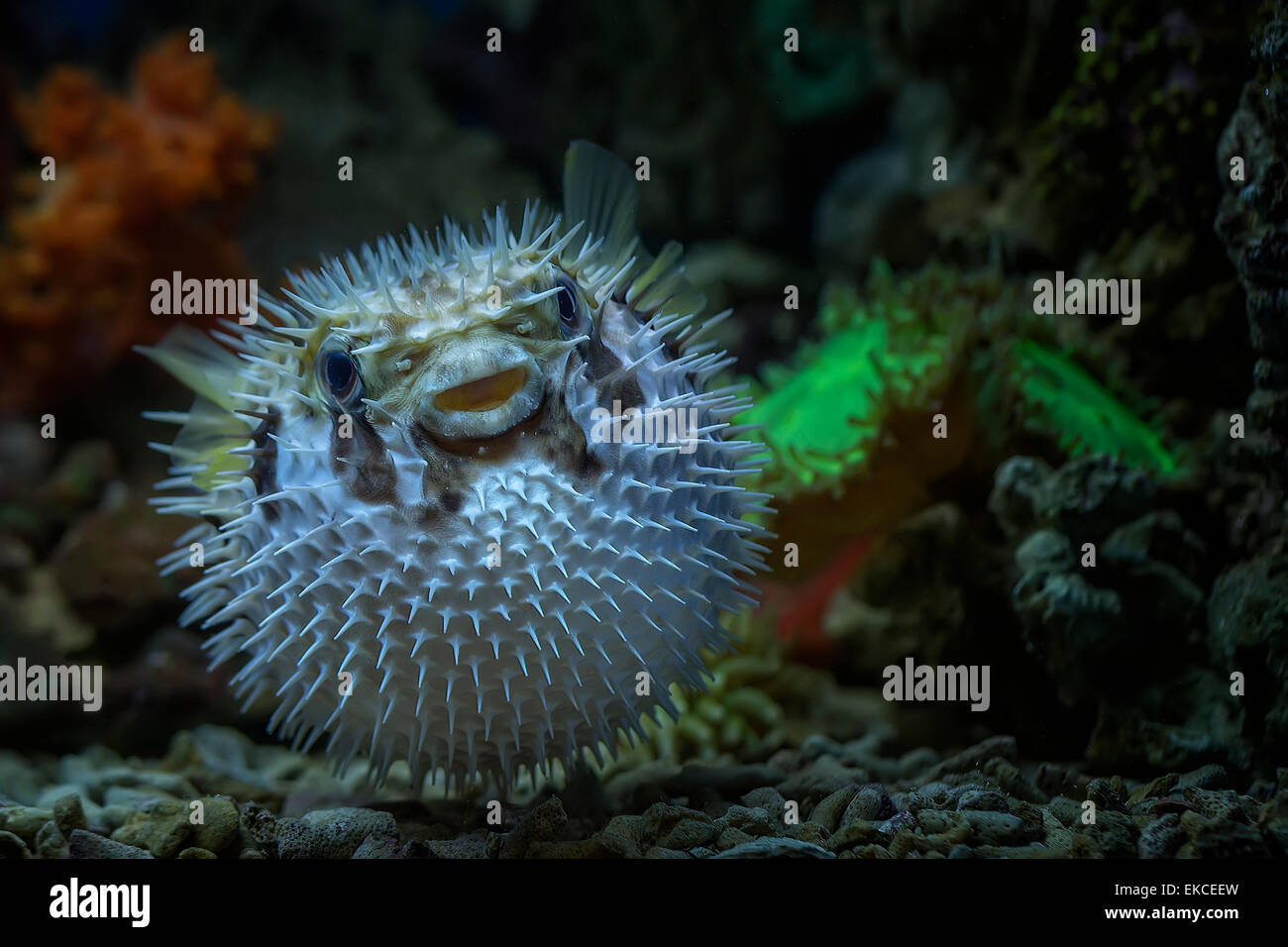 Close-up portrait of a Puffer fish underwater Stock Photo