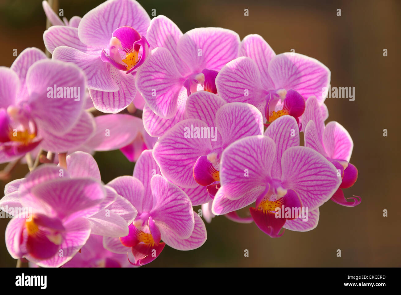 Pink Orchid Flowers Doritaenopsis 'Dorado' Orchidaceae Stock Photo