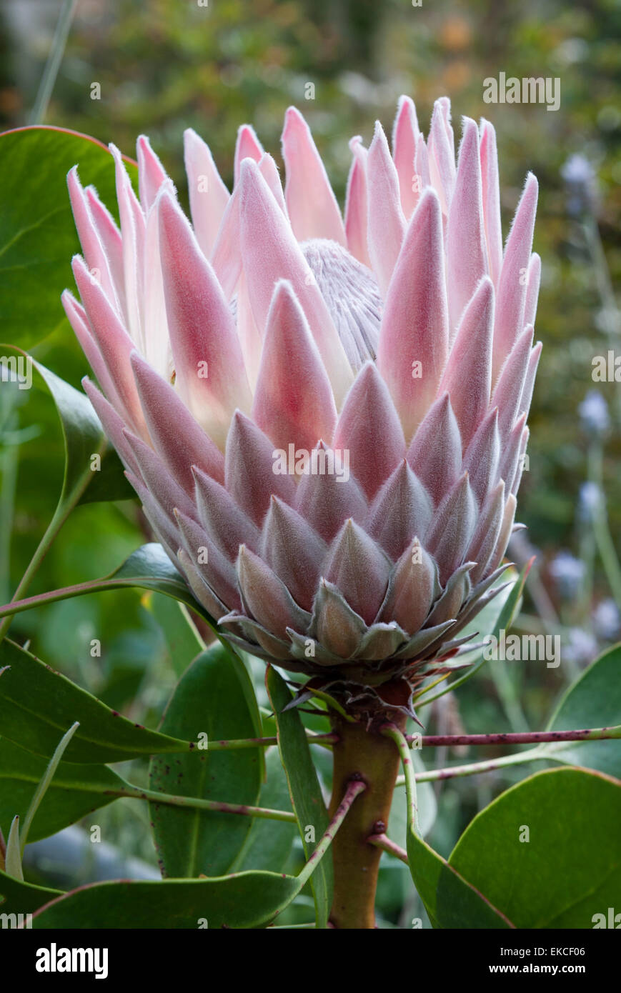 The National Botanic Garden of Wales, Llanarthney, Wales, UK. A South African Protea flowering in the Great Glasshouse Stock Photo