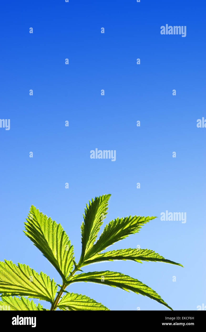Green leaf over blue sky Stock Photo - Alamy