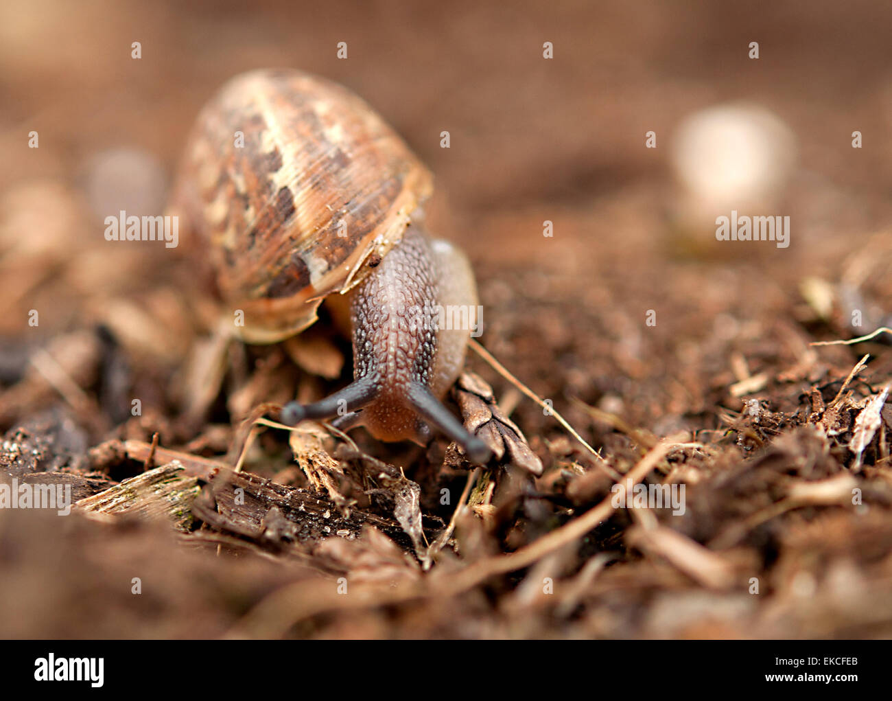 Close-up of a snail Stock Photo