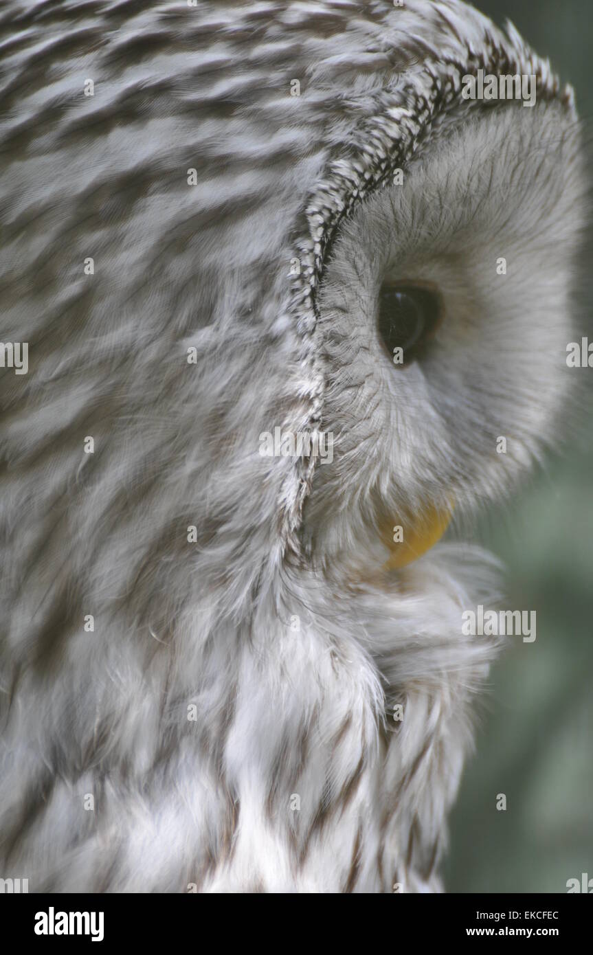 Close-up of a snowy owl Stock Photo