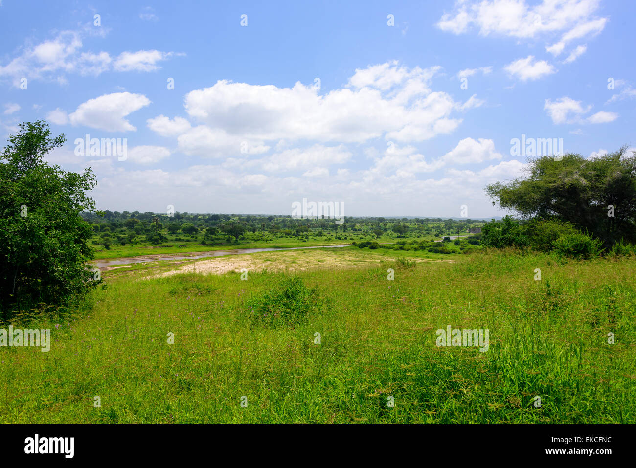 Landscape in Tarangire National Park, Manyara Region, Tanzania, Africa. Stock Photo
