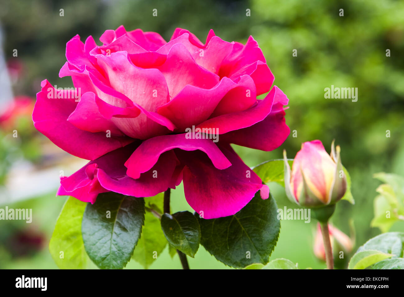 Magificent Roses Magnificent macro hi-res stock photography and images - Alamy