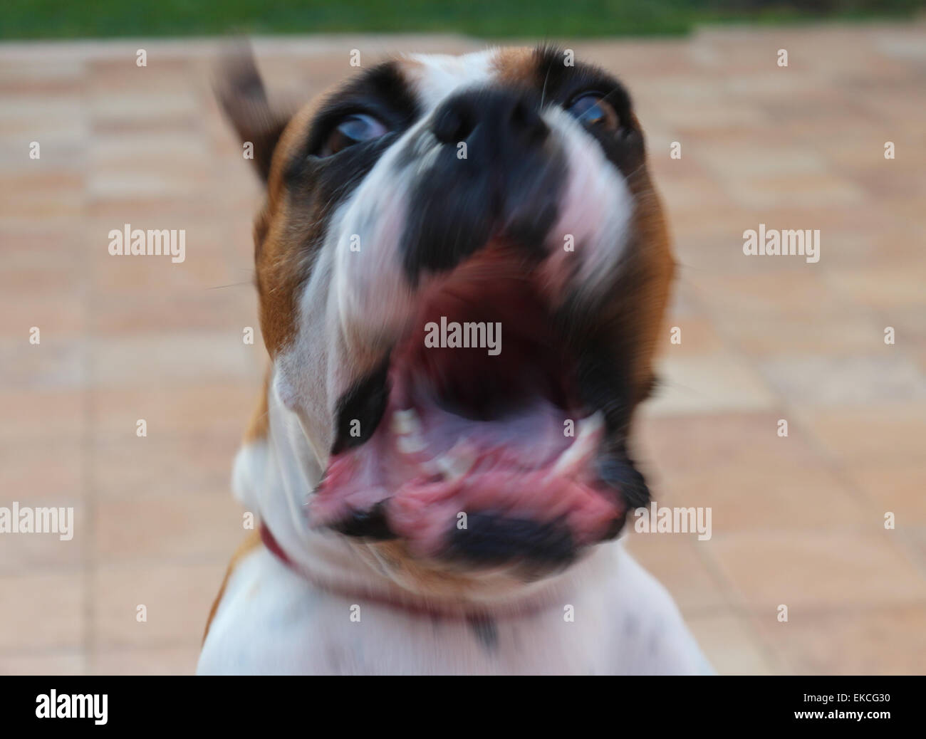 Angry Dog Stock Photo