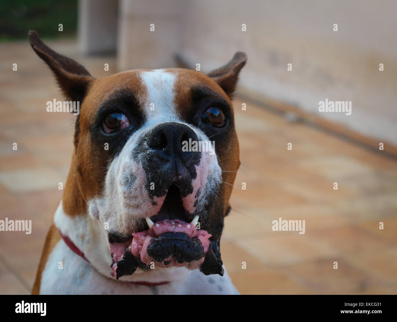 Angry Dog Stock Photo