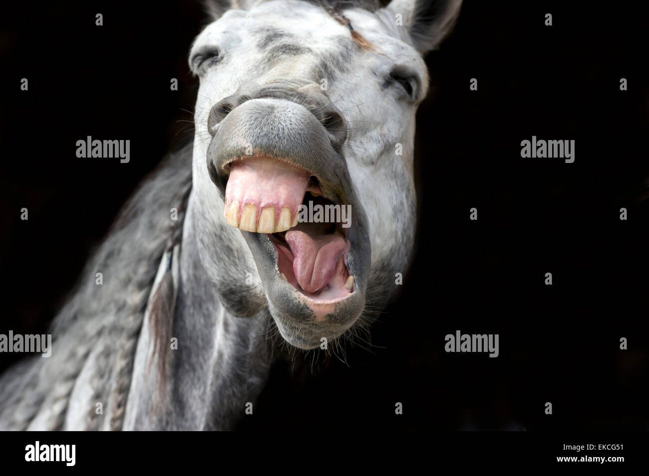 Funny happy white horse is laughing against a dark black background. Stock Photo