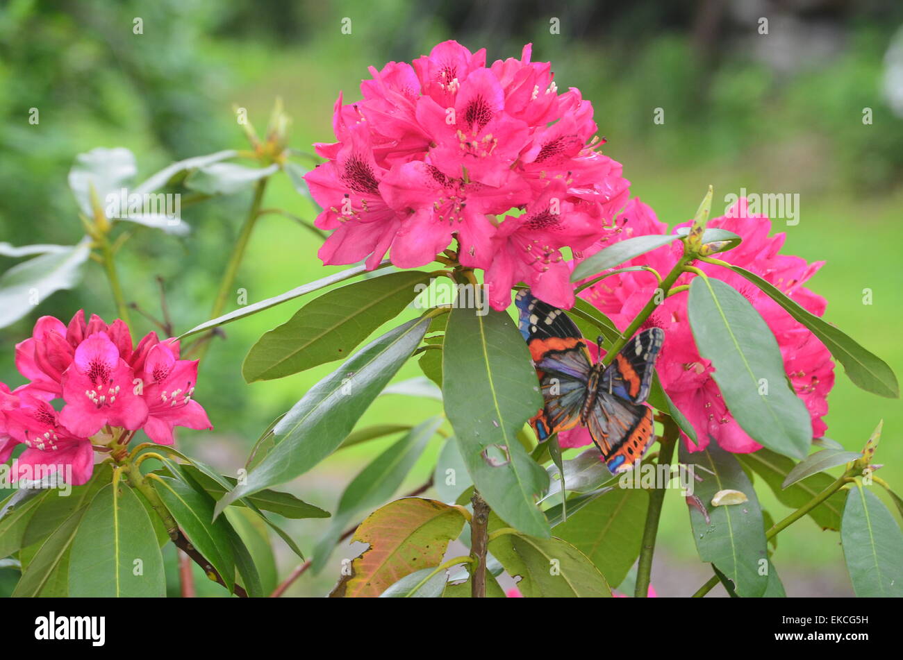 Rhododendron rhododendron butterfly hi-res stock photography and images -  Alamy