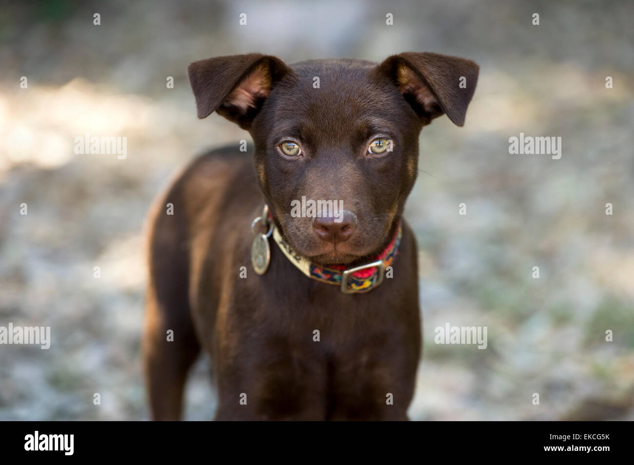 Cute curious brown puppy dog is looking straight ahead with big green eyes. Stock Photo